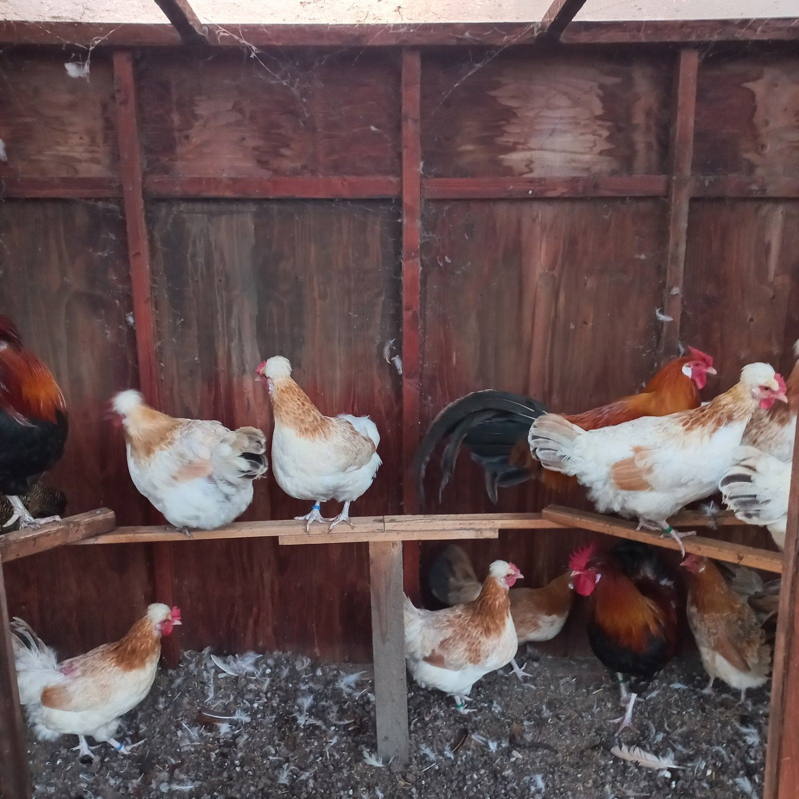 Sulmtaler hennen en hanen, Dieren en Toebehoren, Vrouwelijk, Kip