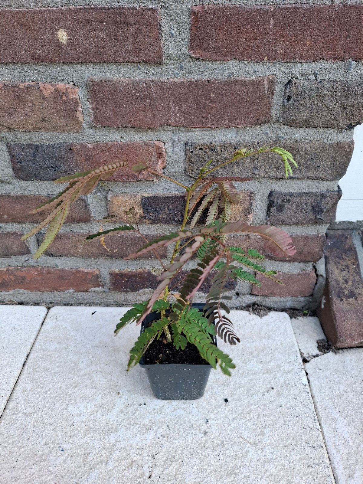 Albizia Julibrissin 'Evi's Pride' te koop!, Tuin en Terras, Ophalen, Volle zon, Overige soorten, Minder dan 100 cm