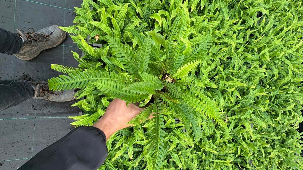 Vaste planten | soorten varens in maten leverbaar, Tuin en Terras, Planten | Tuinplanten, Overige soorten, Ophalen of Verzenden