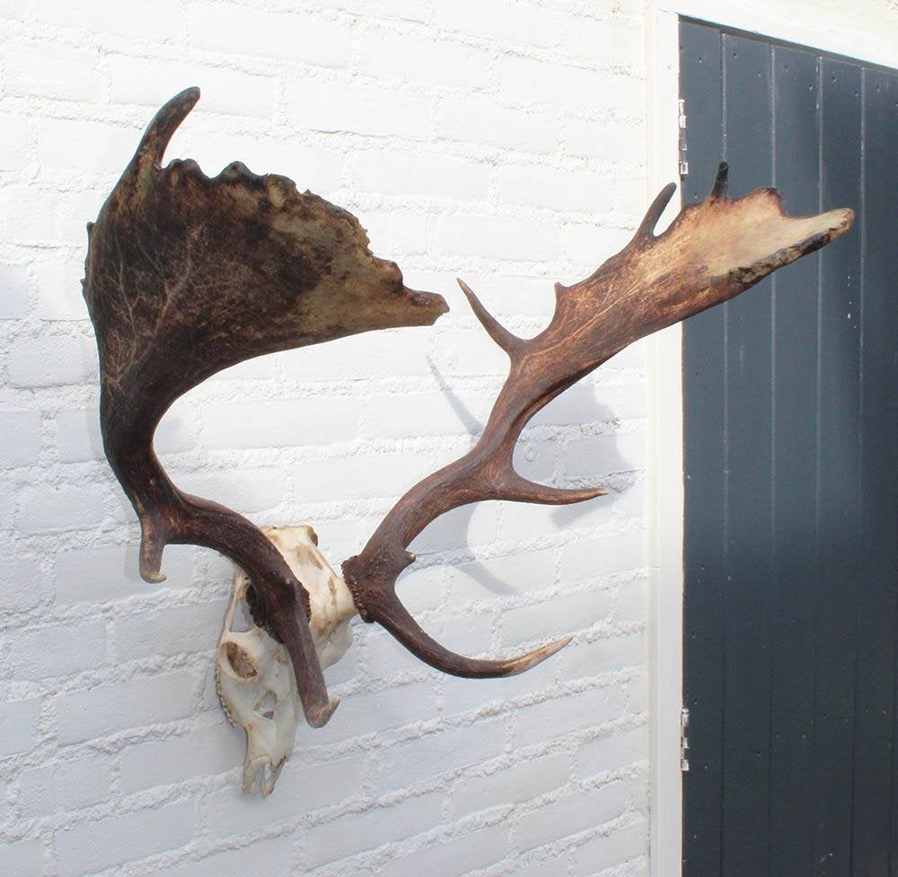 Groot DAMHERT GEWEI compleet met kiezen - valwild (ref. J)