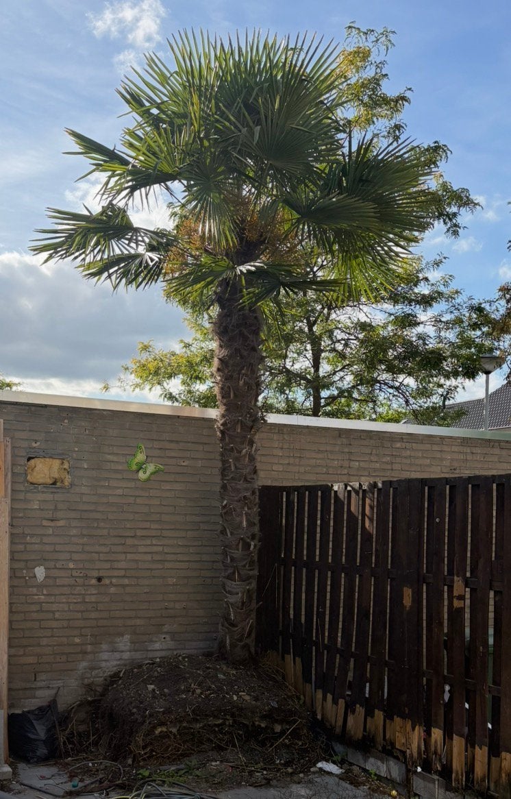 Mooie waaier palmboom, 100 tot 250 cm, Zomer, Palmboom, Ophalen