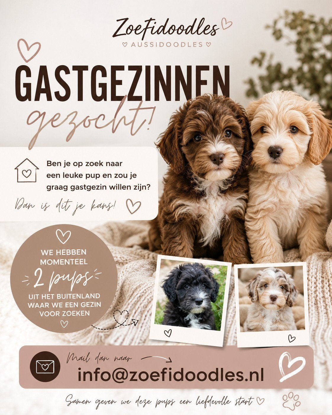 Gastgezin gezocht, Dieren en Toebehoren, Honden | Niet-rashonden, Parvo, 8 tot 15 weken, Teef, Eén hond