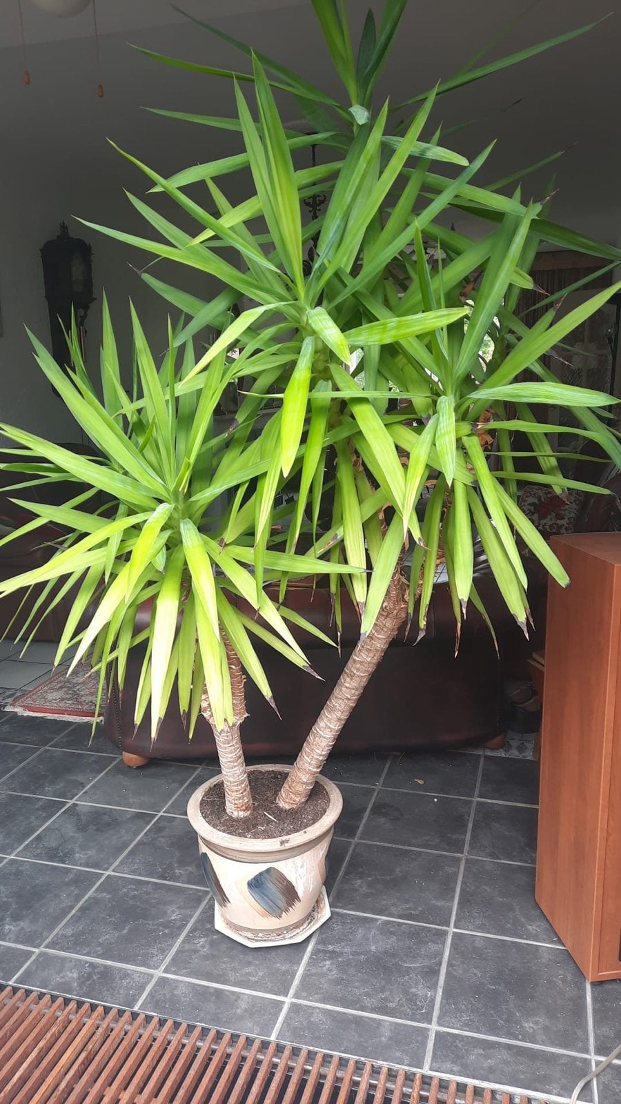 Grote Yucca plant in pot ca 200 cm, Huis en Inrichting, Kamerplanten, Ophalen, 100 tot 150 cm, Halfschaduw, In pot