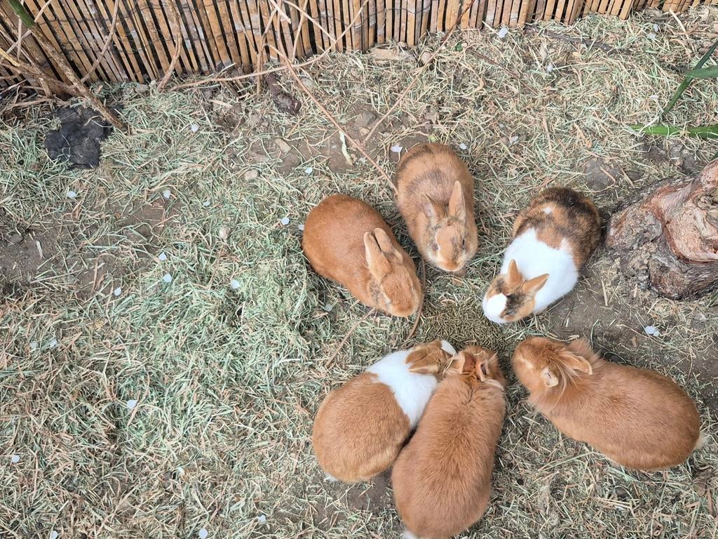 Lieve konijntjes, December, Meerdere dieren, Overige typen, Tam