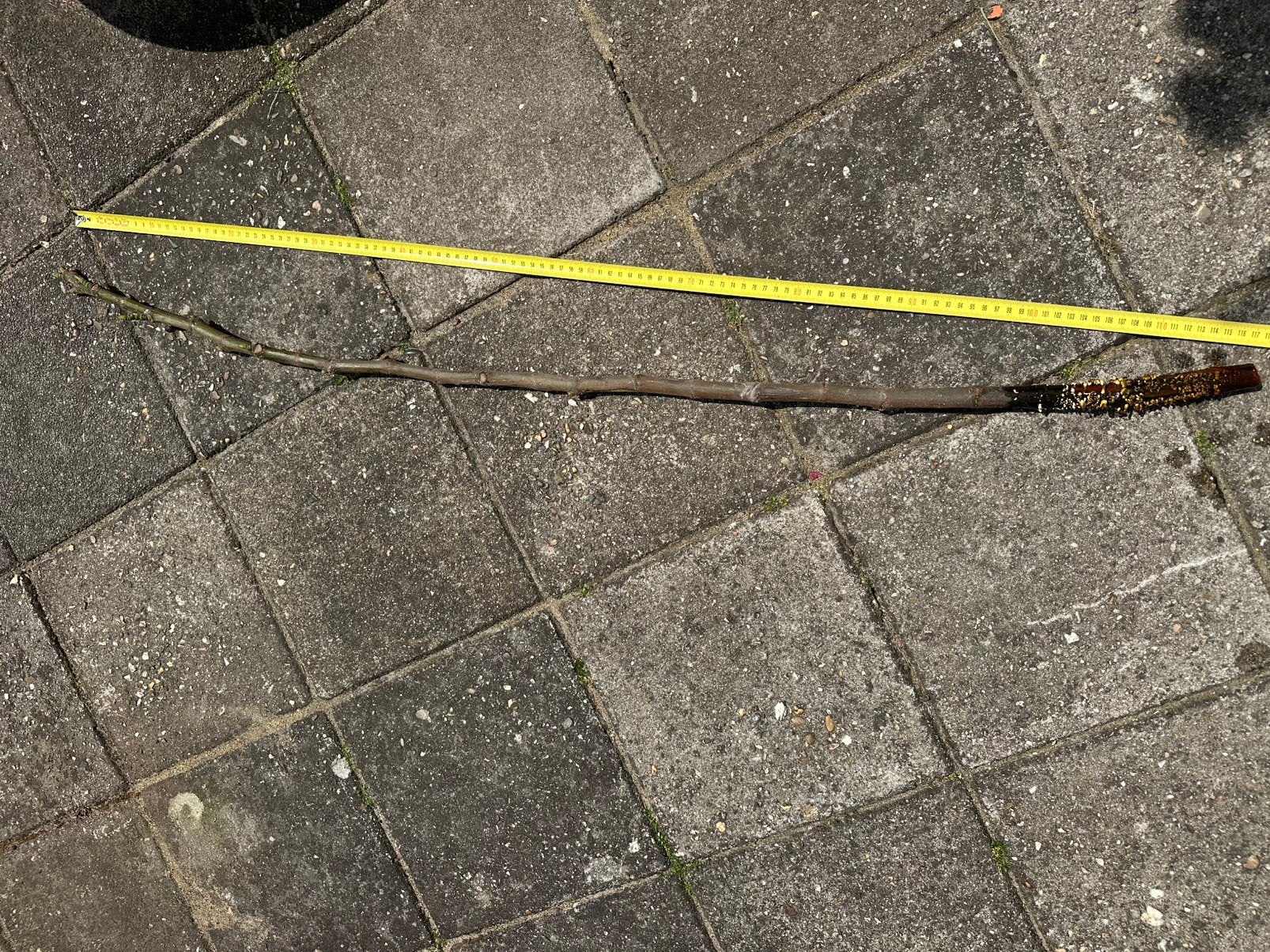 Stek vijgenboom 120 cm, Tuin en Terras, Ophalen, 100 tot 250 cm, Vijgenboom
