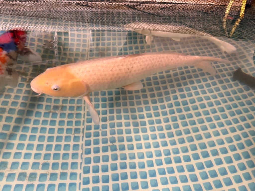 Chagoi japanse koi circa 55-60 cm, Karper of Koi