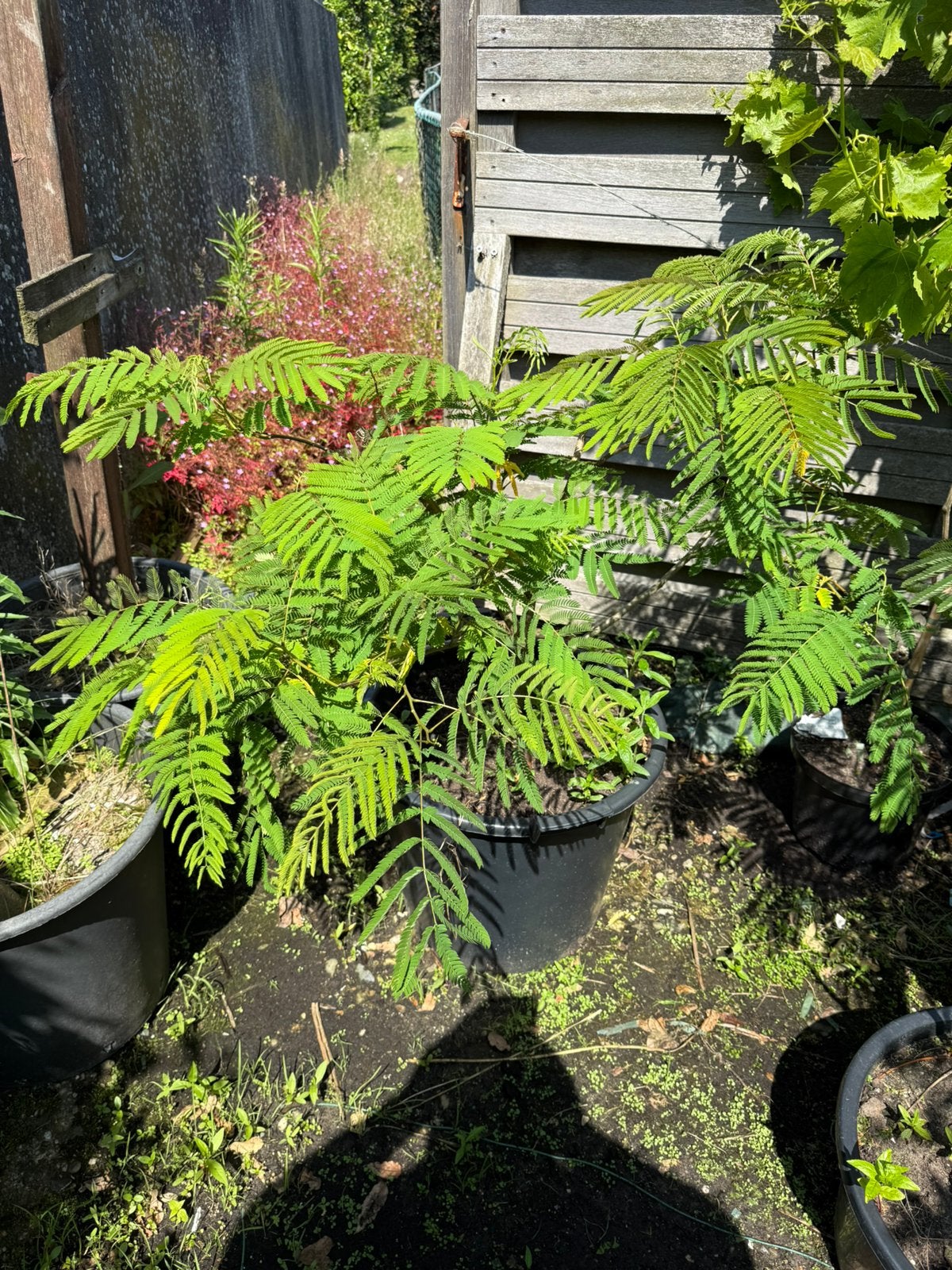 Slaapboompjes / albizias kleur roze beide bijzondere vorm, Volle zon, Vaste plant, Zomer, Ophalen