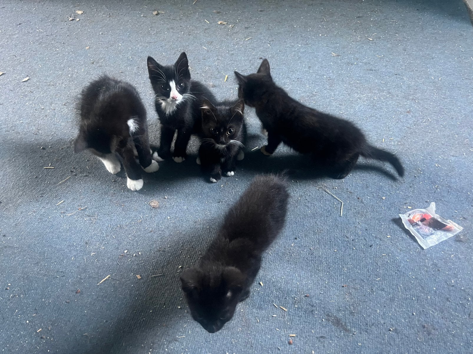 Kittens te koop, Meerdere dieren