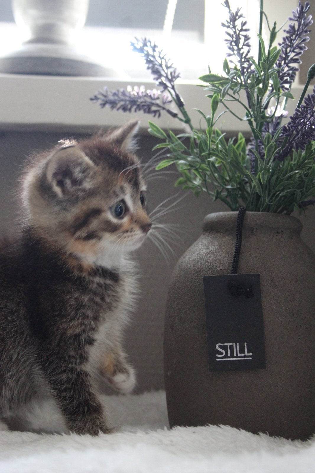 Lieve drie kleurige half bristse langhaar, Poes, Kortharig, 0 tot 2 jaar
