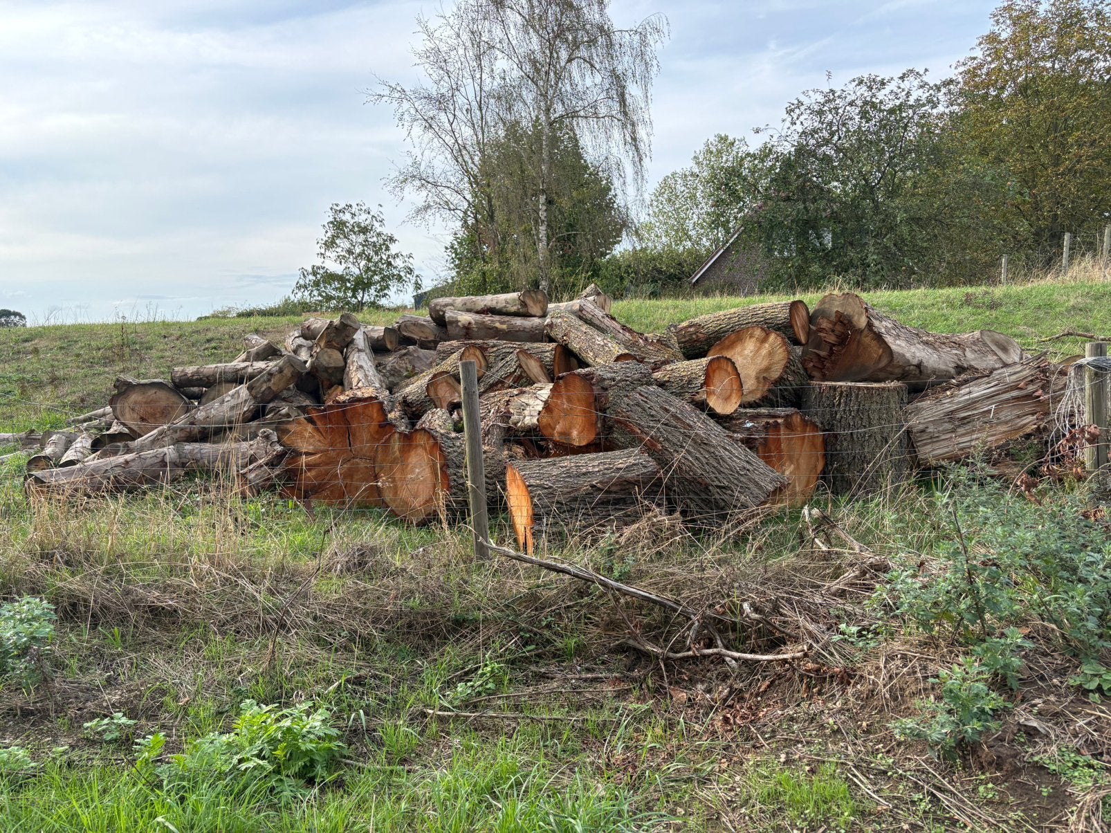 Brandhout Kachelhout haardhout 8 bomen, Minder dan 3 m³, Ophalen