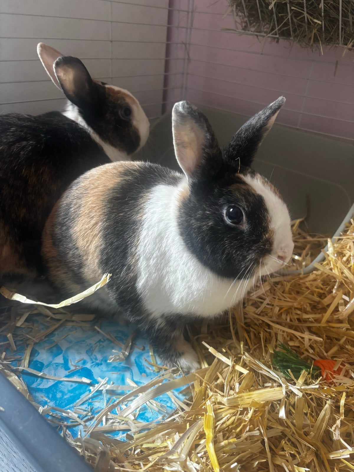 Koppeltje konijnen, April, Meerdere dieren, Overige typen, Tam