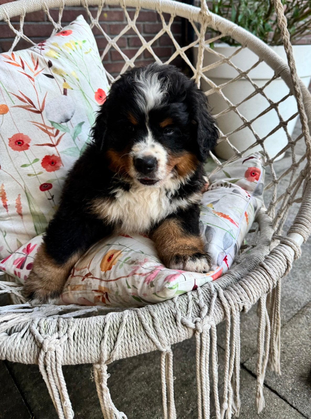 Nog één mooie  raszuivere Berner Sennen pup te koop; reutje, 8 tot 15 weken, Parvo, Meerdere, Nederland