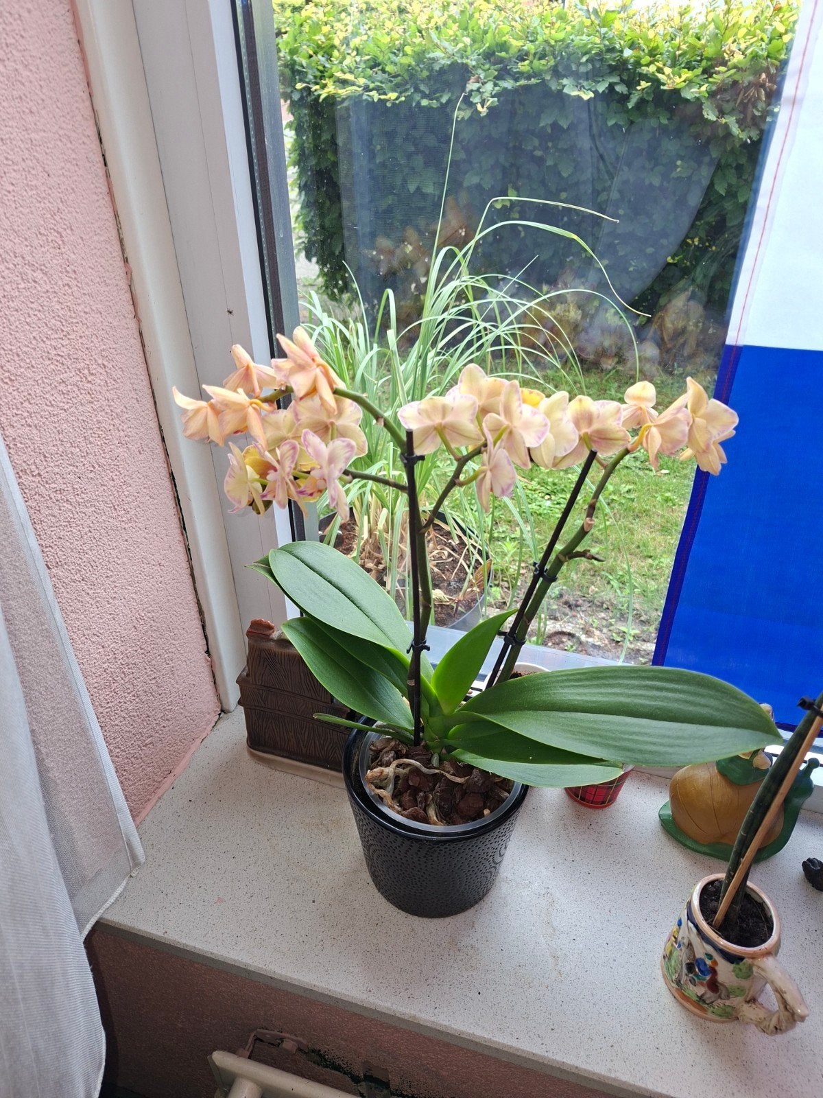 Gezocht uitgebloeide orchideeën, Ophalen, Halfschaduw, Minder dan 100 cm
