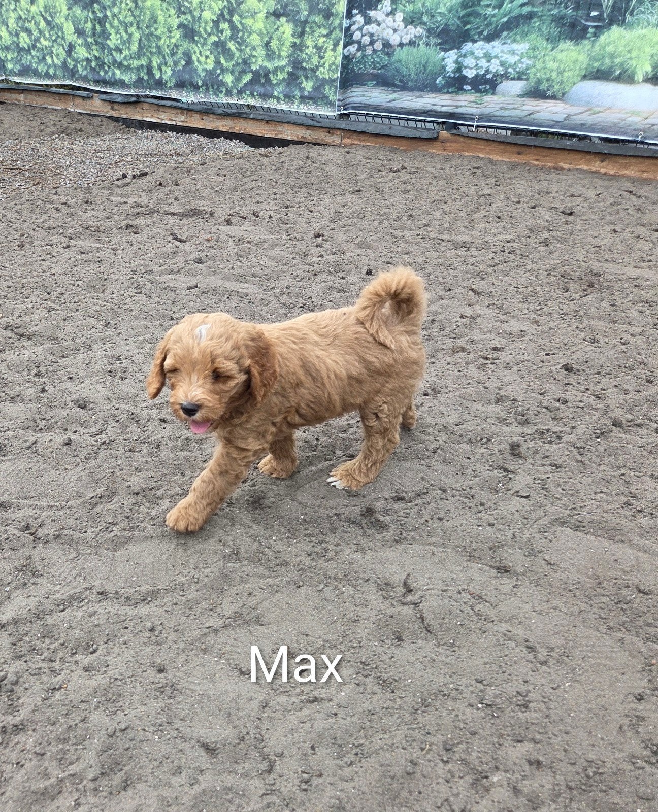 Medium Labradoodle 8 weken, Overige rassen, 8 tot 15 weken, Parvo, Meerdere