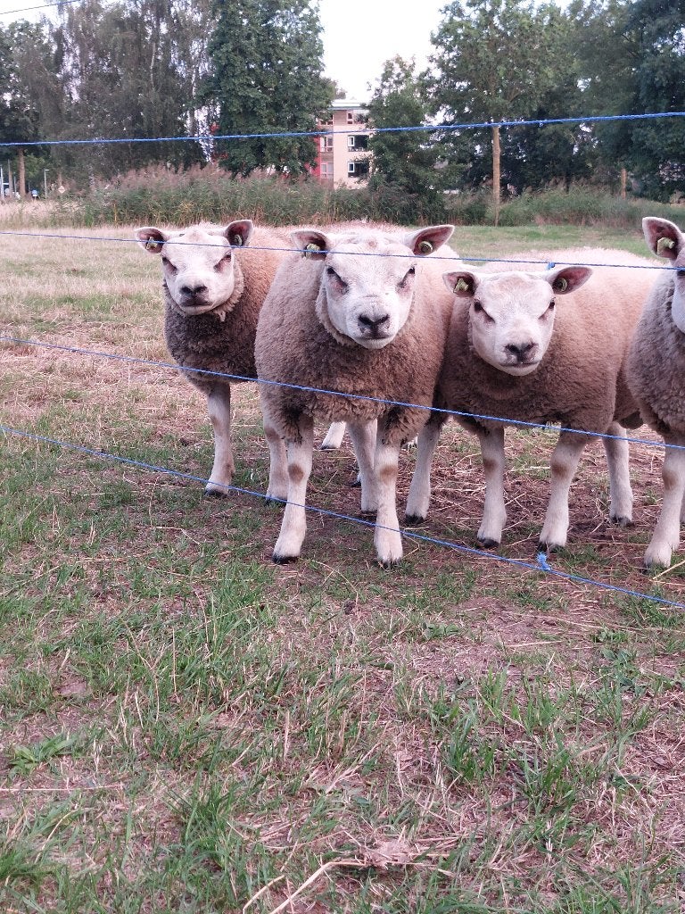 Texelaar stamboek dekrammen, Dieren en Toebehoren, Schapen, Geiten en Varkens, Mannelijk, Schaap, 0 tot 2 jaar