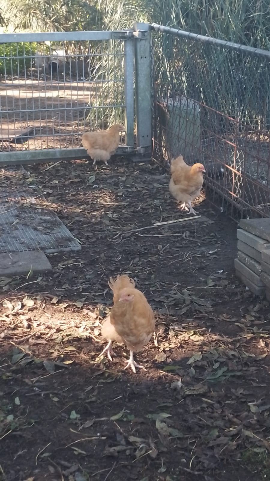3 Orpingtons van dit jaar. grote variant, Dieren en Toebehoren, Meerdere dieren, Kip