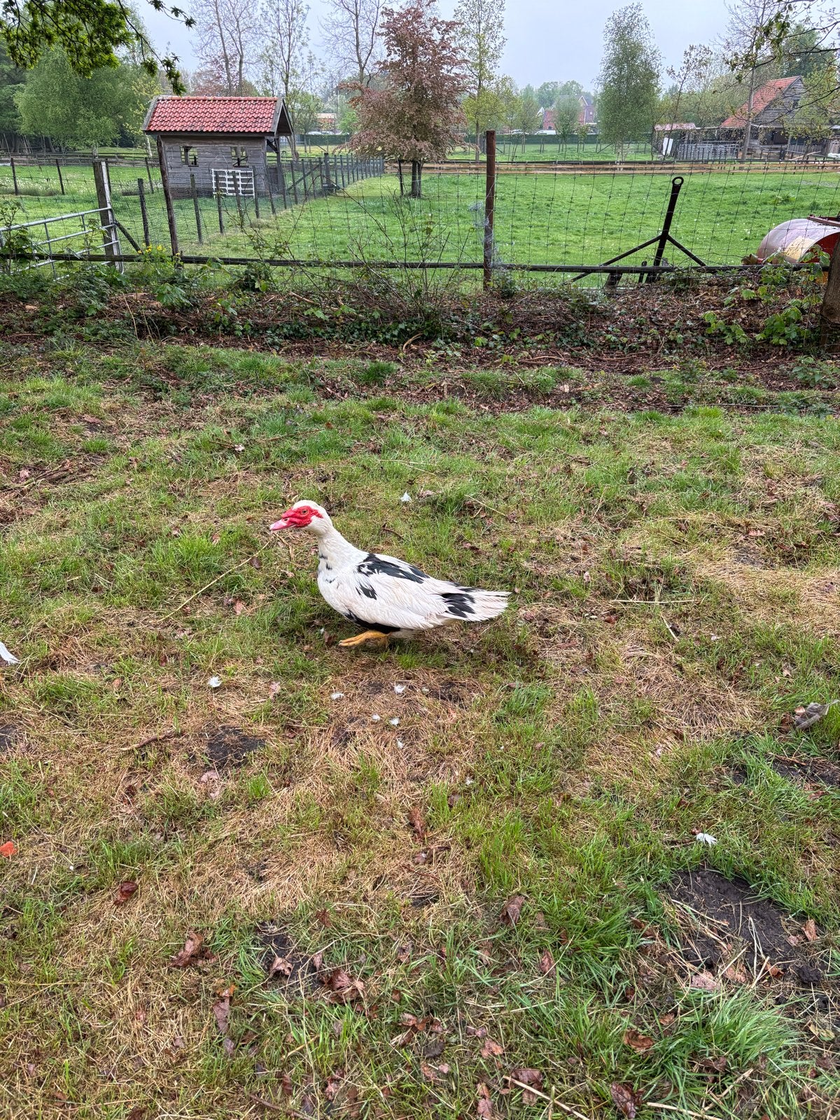 2 mannetjes muskes eenden, Dieren en Toebehoren, Mannelijk, Eend