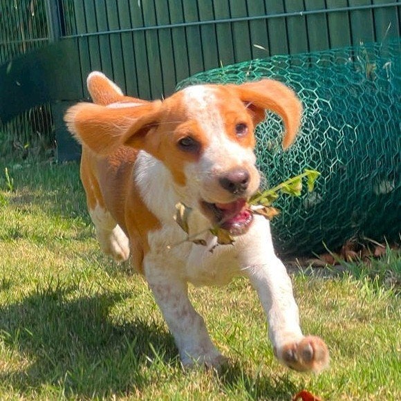 Bocker(beagle x cocker) pups zoeken hun gouden mandje, Dieren en Toebehoren, Honden | Niet-rashonden, Parvo, Nederland, 8 tot 15 weken