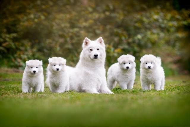 Samojedenpups, Dieren en Toebehoren, Honden | Poolhonden, Keeshonden en Oertypen, CDV (hondenziekte), 8 tot 15 weken, Meerdere