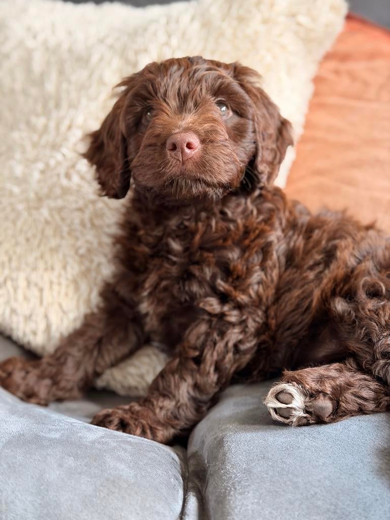 Prachtig Cockapoo pup Gastgezin gezocht, Overige rassen, 8 tot 15 weken, Teef, Eén hond