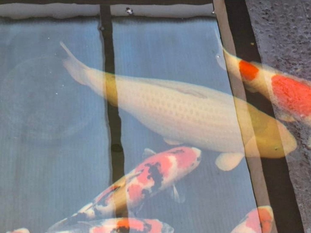 Grote jumbo chagoi 85 cm, Karper of Koi