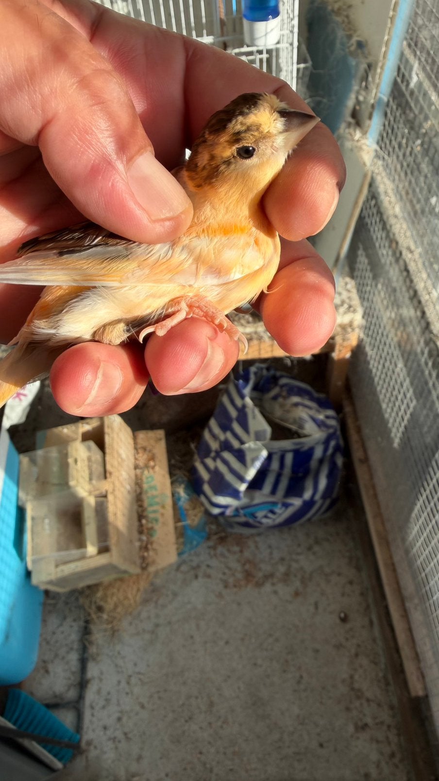 Jonge harlekijnen kanarie, Mannelijk, Kleurkanarie