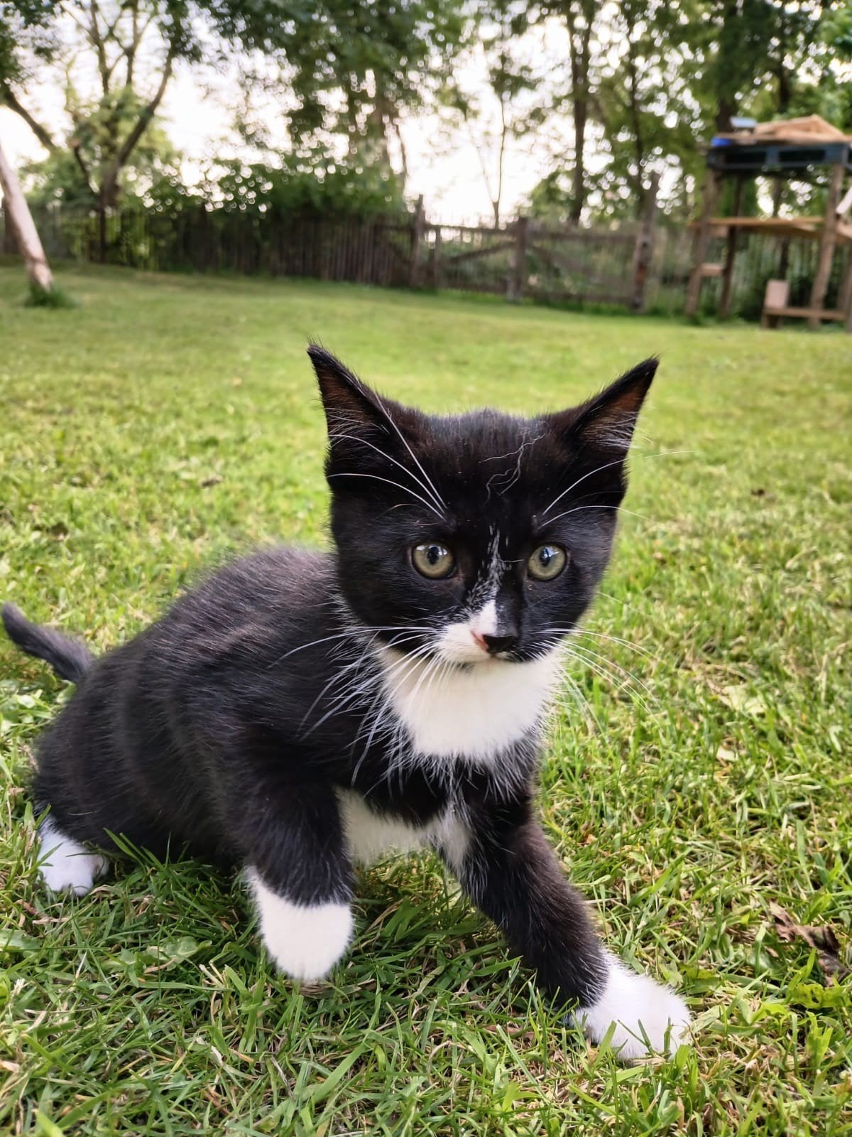 3 lieve makke kittens!, poesjes zoeken een warm huisje, Dieren en Toebehoren, Meerdere dieren, Ontwormd, 0 tot 2 jaar