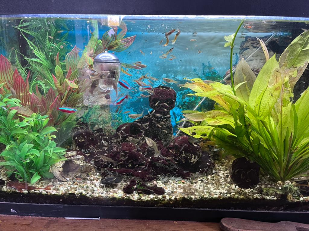 Aquarium jewel b80xh47xd35 cm, Ophalen, Gebruikt, Inclusief vissen, Gevuld zoetwateraquarium