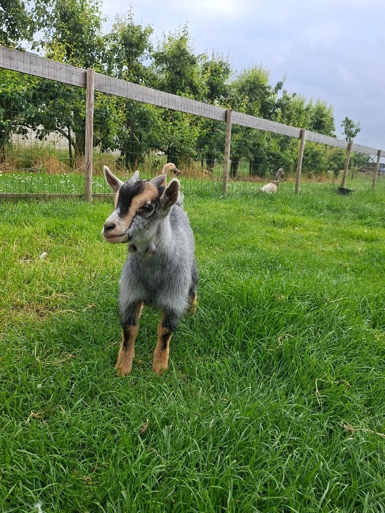 Dwergbokje blauw-tan kleurig te koop, Mannelijk, Geit, 0 tot 2 jaar