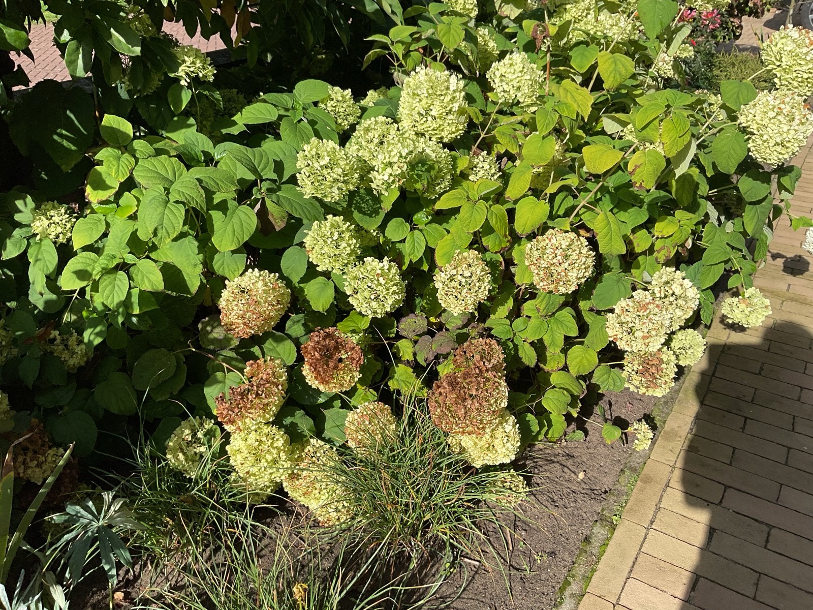 5 Pluim Hortensia 'Annabelle' - Grote witte bloembollen, Volle zon, Vaste plant, Zomer, Ophalen