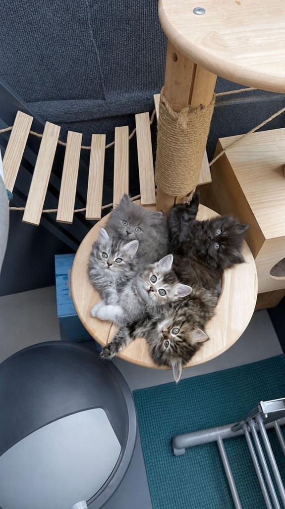 Brits korthaar/Perzische kitten, Meerdere dieren, Ontwormd, 0 tot 2 jaar