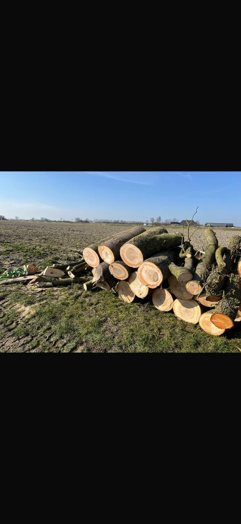 Hout te koop op stam, 6 m³ of meer, Ophalen of Verzenden, Elzenhout, Blokken