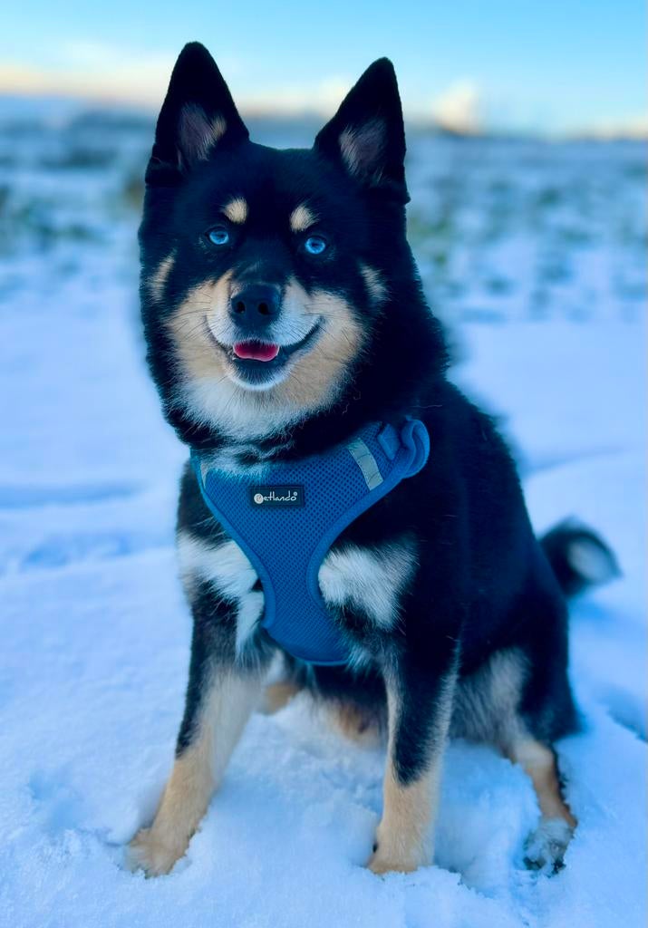 Prachtige  pomsky f1 dekreu (niet te koop maar o zo lief ), Dieren en Toebehoren, Reu, Parvo, Eén hond, 3 tot 5 jaar