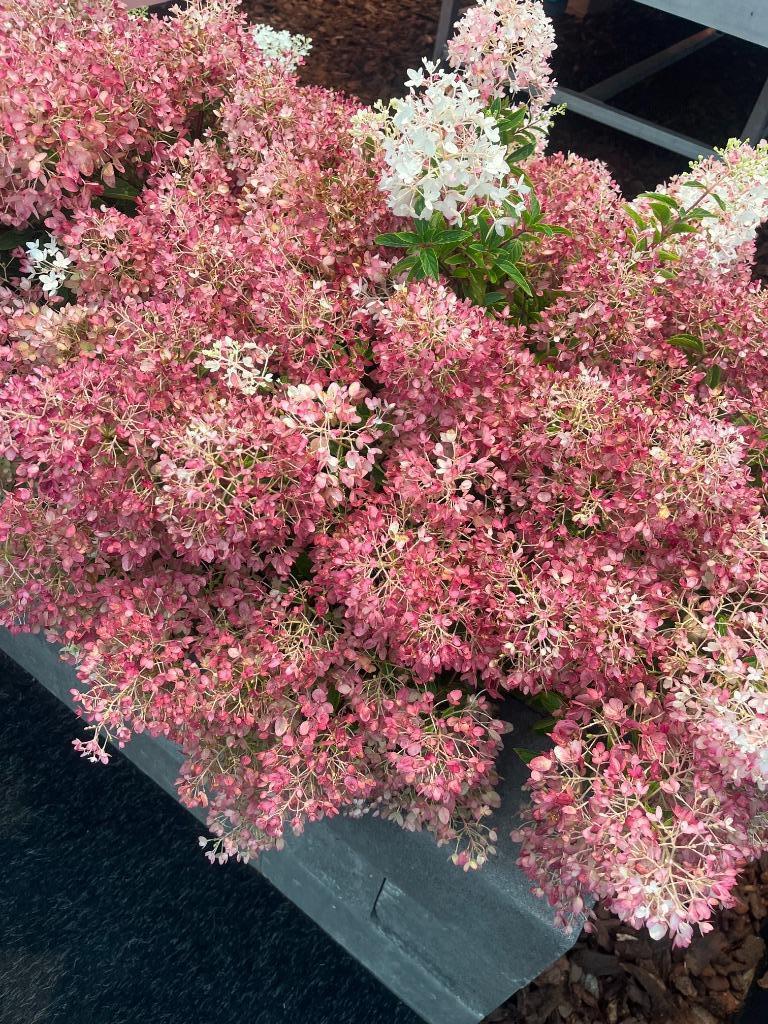 Nieuw!!! Hortensia, Hydrangea 'Groundbreaker Blush', Volle zon, Vaste plant, Zomer, Ophalen