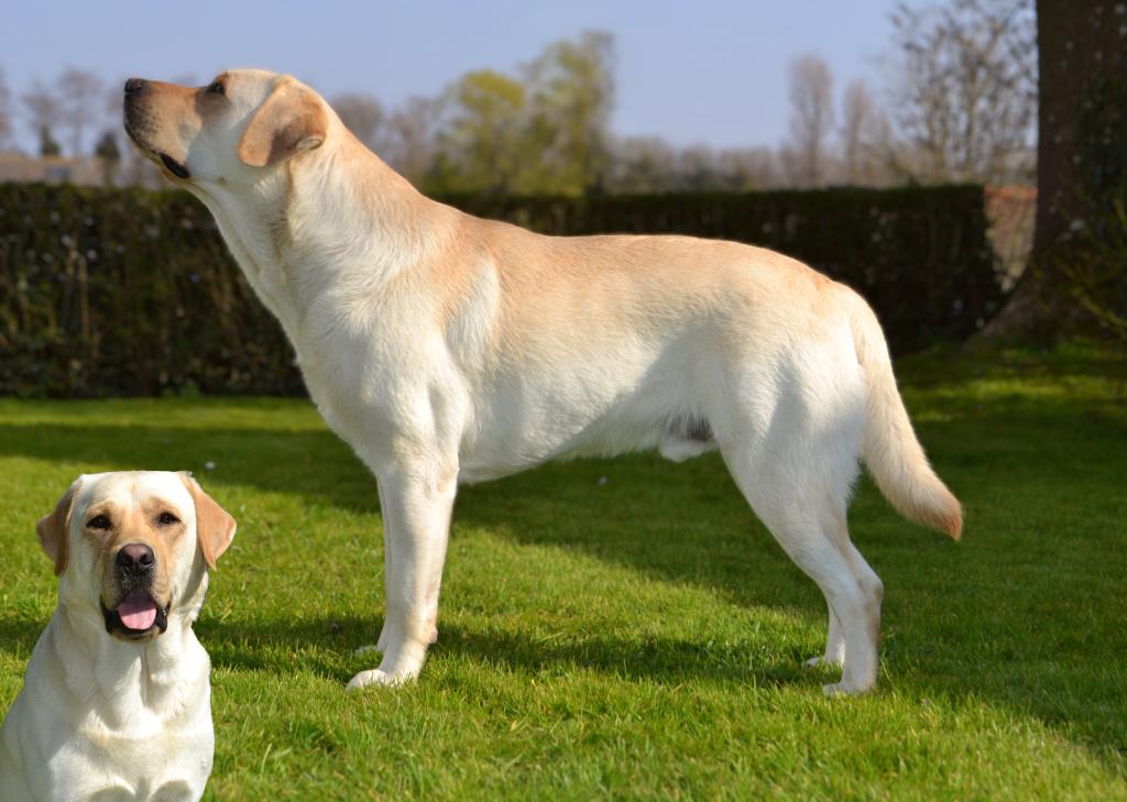 Sportieve en Uitmuntende labrador dekreu (met stamboom), Reu, 1 tot 2 jaar, Parvo, Eén hond