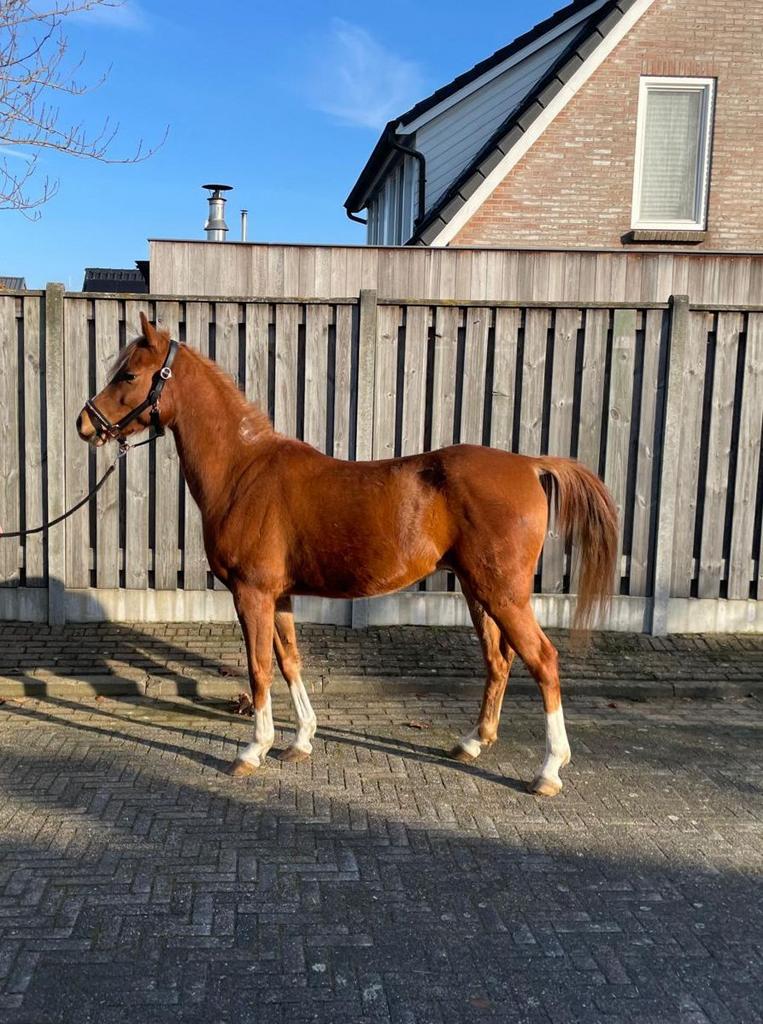 gereserveerd mooie vos pony ruin 6 jaar, Ruin, 3 tot 6 jaar