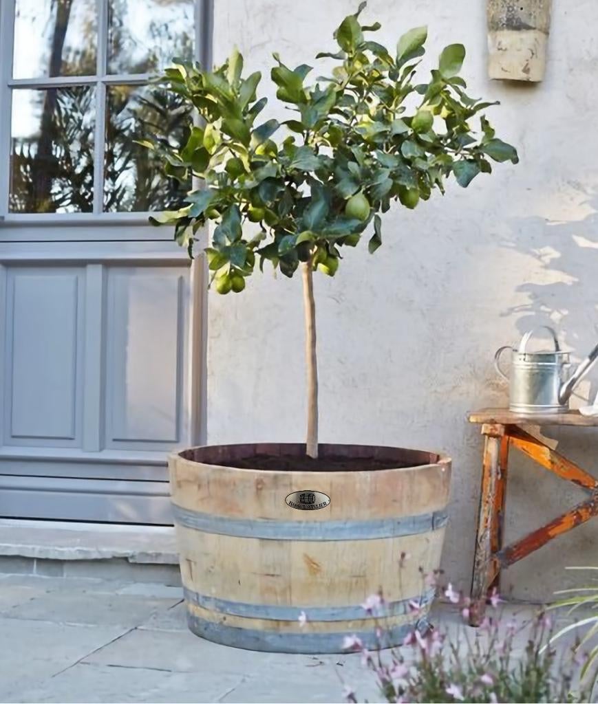 Houten Kuipen | Bloembakken | voor Olijfboom | Fruitboom, Tuin en Terras, Bloembakken en Plantenbakken, Rond, Nieuw, Barrel Atelier