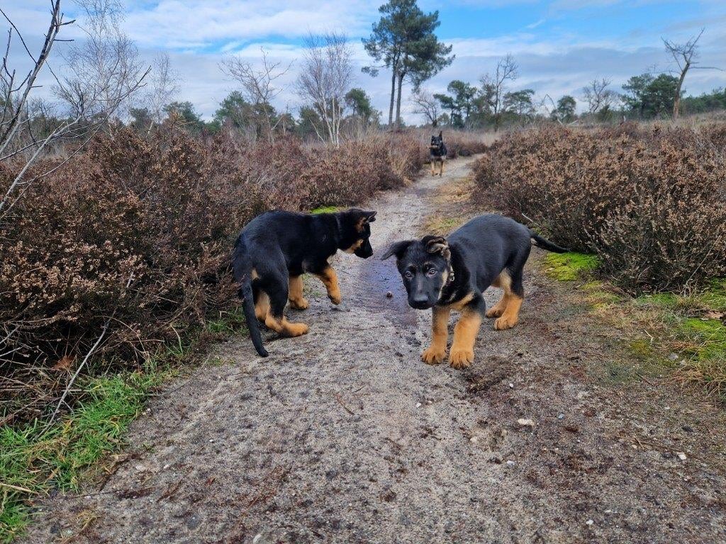 Topkwaliteit Duitse Herder Pups, Dieren en Toebehoren, Honden | Herdershonden en Veedrijvers, Reu, 8 tot 15 weken, Parvo, Meerdere