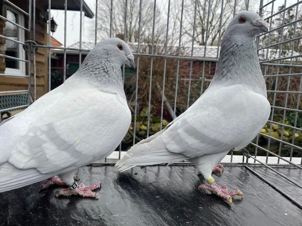 Postduiven Poederblauw Geband, Dieren en Toebehoren, Meerdere dieren, Postduif