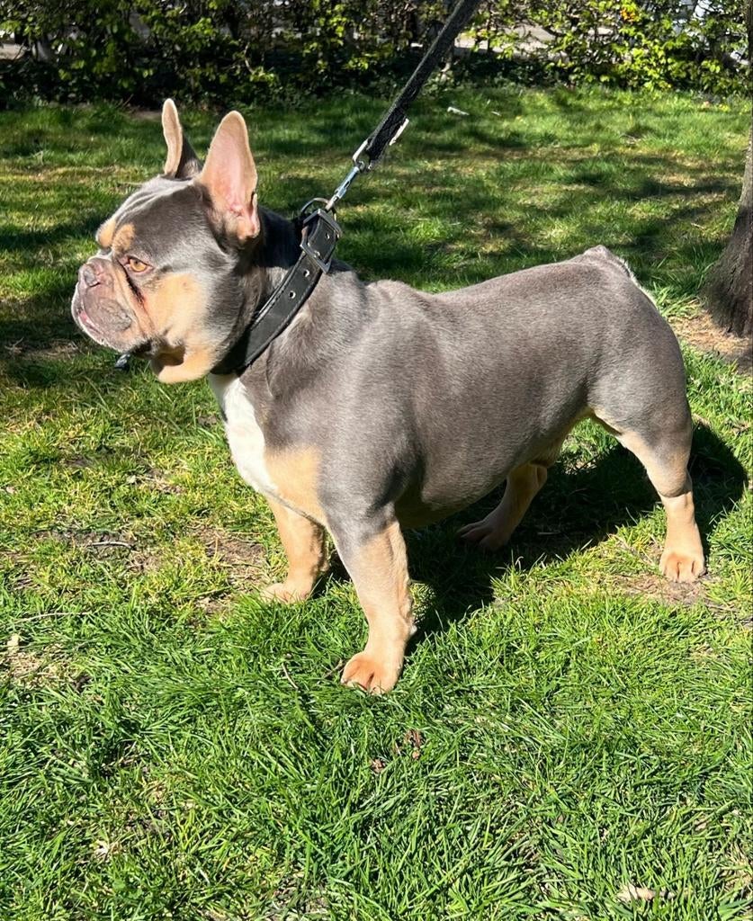 Super mooie gezonde franse bulldog dekreu lillac tan, Dieren en Toebehoren, Fokker | Hobbymatig, Reu, Buitenland, Parvo