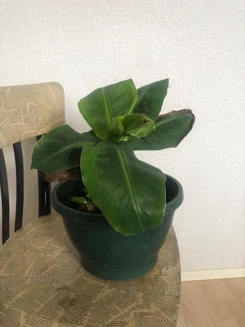Bananenplant, Ophalen, Overige soorten, Halfschaduw, In pot