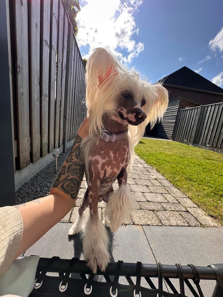 Dekreu- Chinese naakthond / stamboom, Dieren en Toebehoren, Honden | Dekreuen, Particulier, Reu, 1 tot 2 jaar, Buitenland