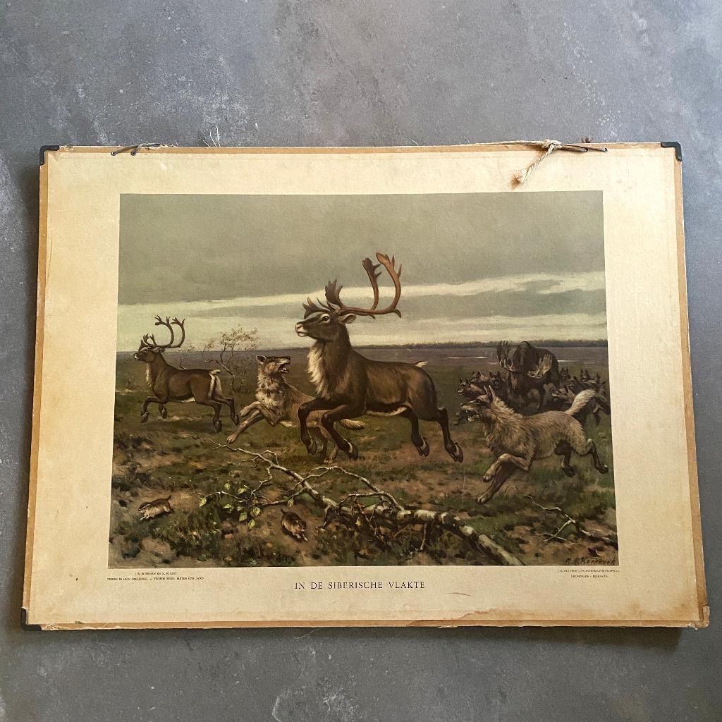 Schoolplaat In de Siberische vlakte – Koekkoek 1950, Ophalen of Verzenden, Natuur en Biologie