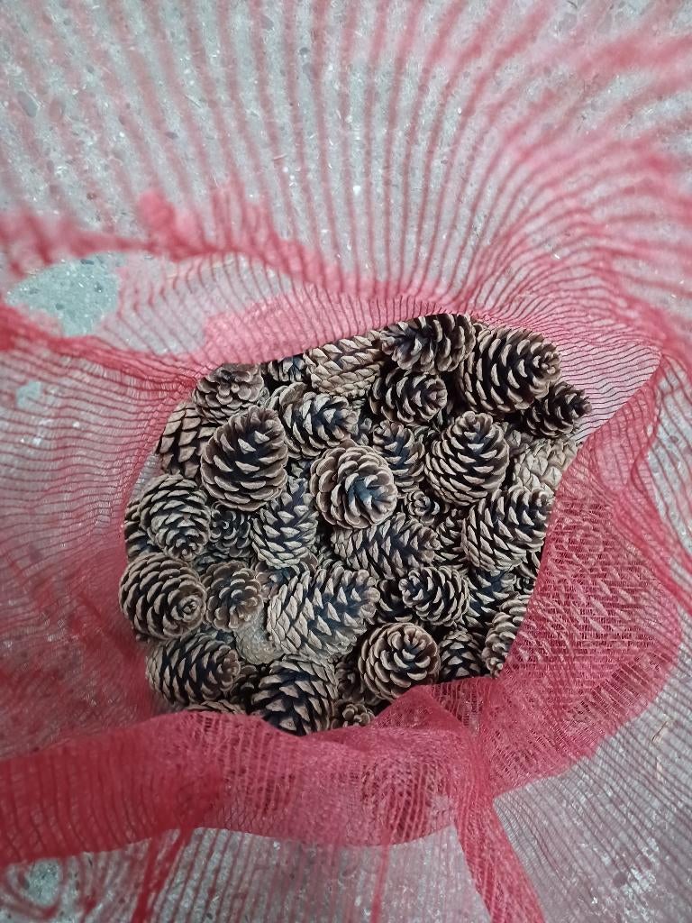 Dennenappels, Hobby en Vrije tijd, Knutselen, Ophalen of Verzenden, Zo goed als nieuw, Overige typen