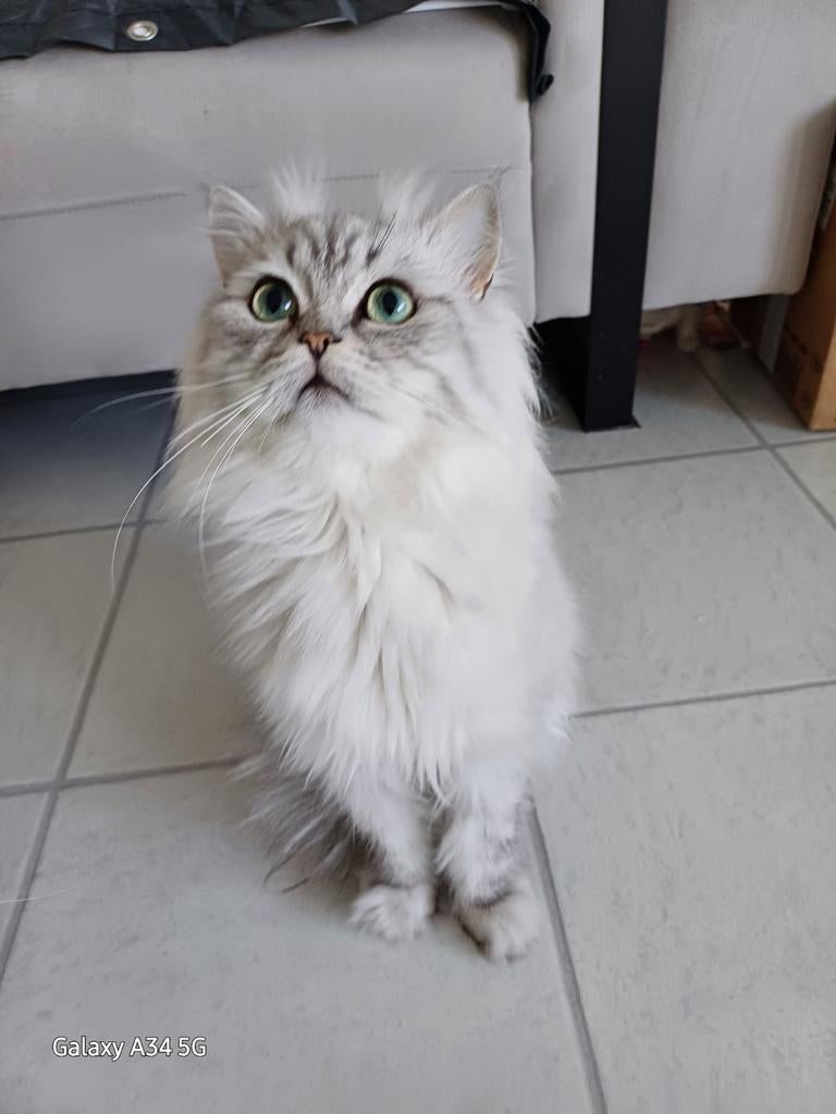 Dekkater.niet..Tekoop..  fel .Vif.testen.goed.stamboom., Dieren en Toebehoren, Kater