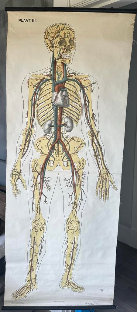Origineel Vintage Anatomie Schoolplaat - Menselijk Lichaam, Antiek en Kunst, Ophalen of Verzenden, Natuur en Biologie