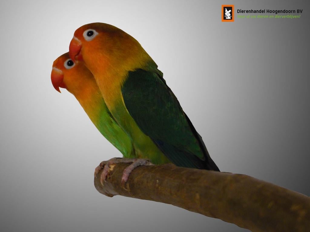 Agapornis | Dwergpapegaai | Papegaaien | Deskundig advies, Dieren en Toebehoren, Vogels | Parkieten en Papegaaien, Meerdere dieren