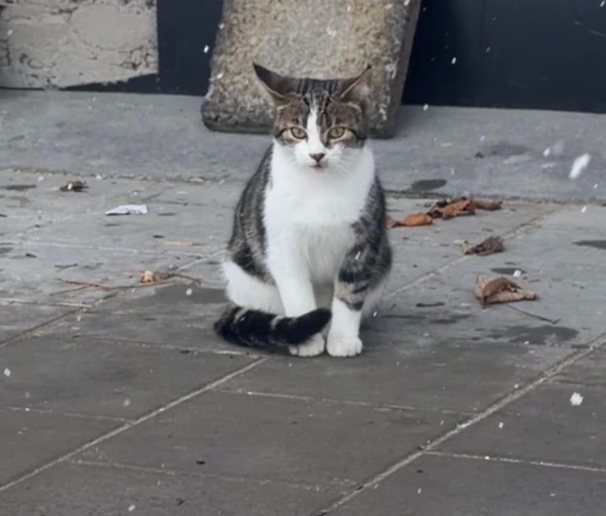 Kitten meisje gratis, Dieren en Toebehoren, Katten en Kittens | Overige Katten, Poes
