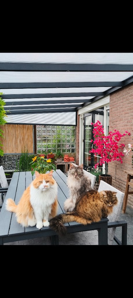 3 Raskatten, Dieren en Toebehoren, Kater, Ontwormd, 6 jaar of ouder