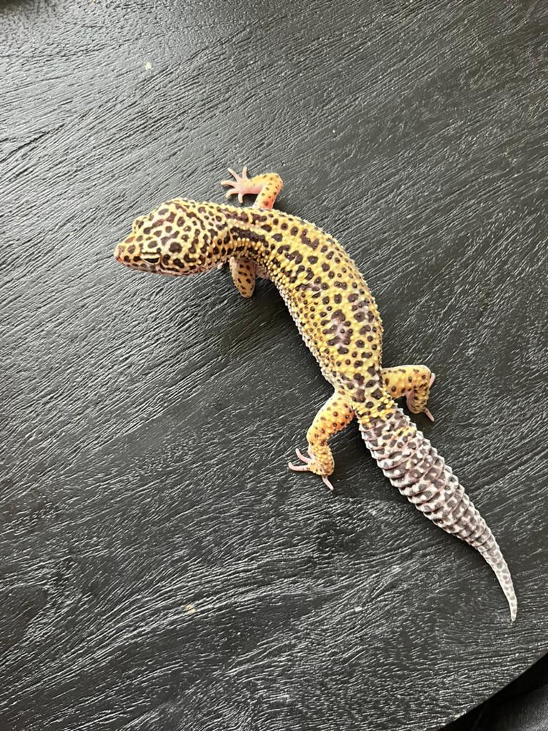0.1 eublepharis macularius mack snow lavender NK25 Leopard Gecko - female for sale from Thomtestudo